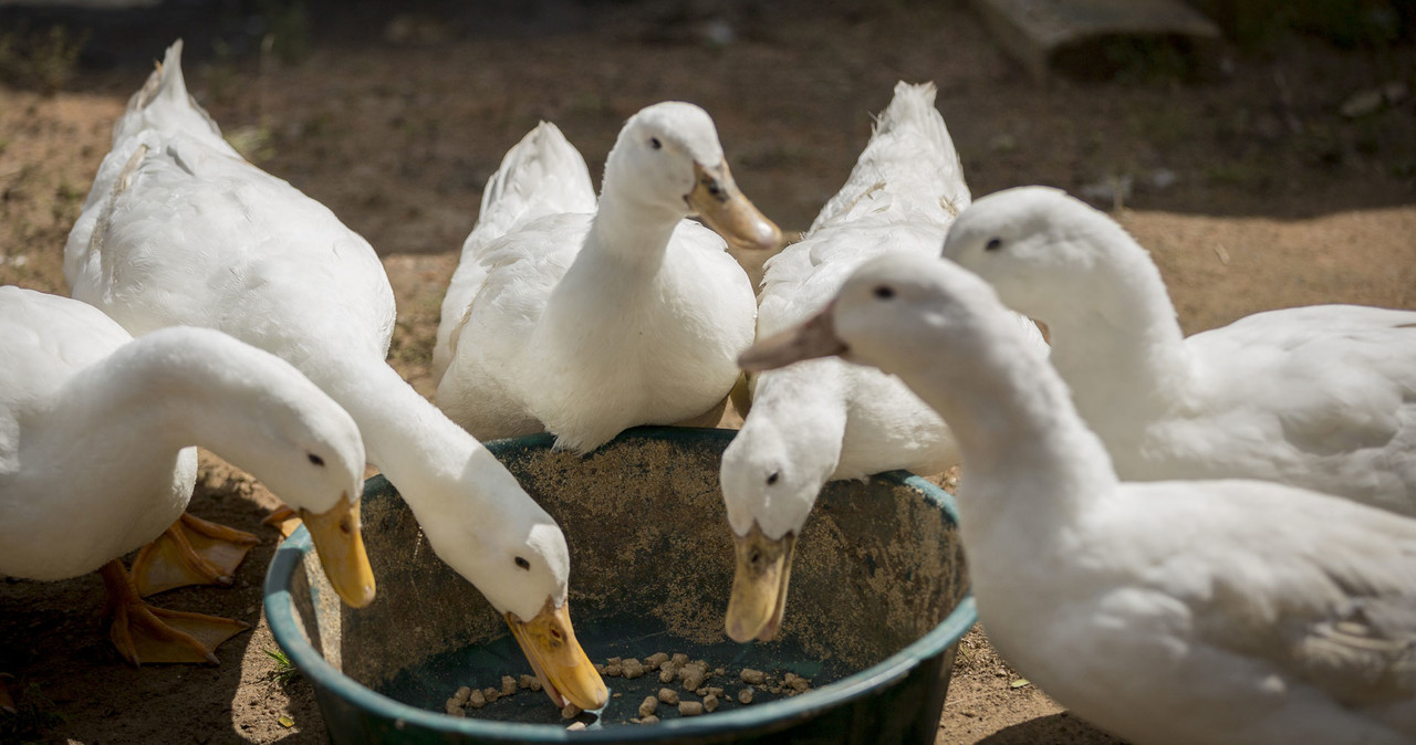 The Duck Conversation