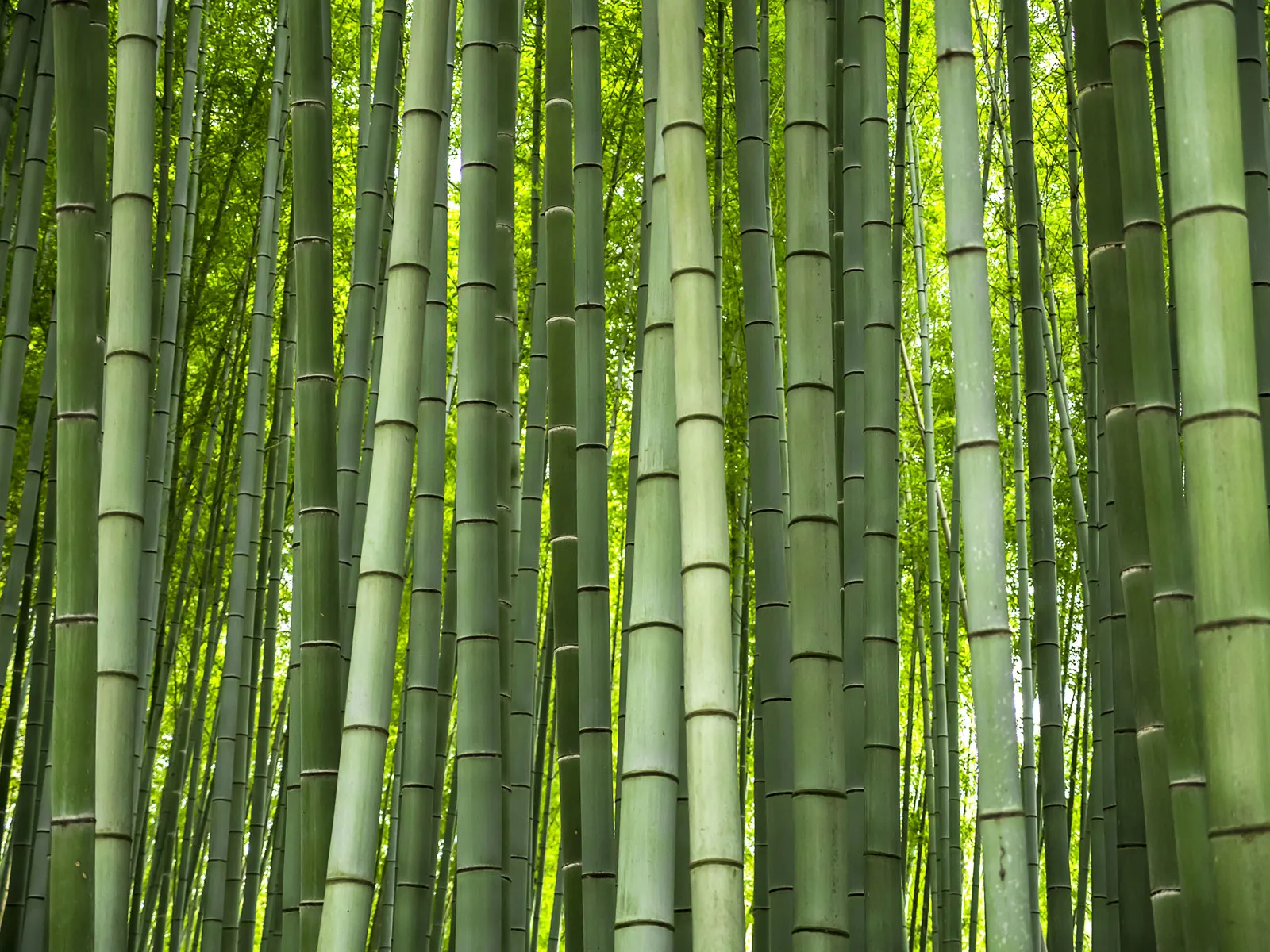 Bamboo Creativity 